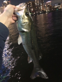 シーバスの釣果