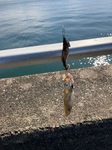 ヒイカの釣果
