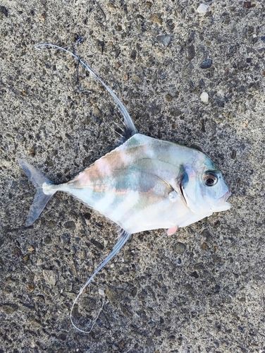 イトヒキアジの釣果