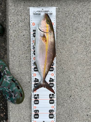 カンパチの釣果