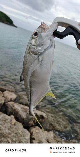 ロウニンアジの釣果