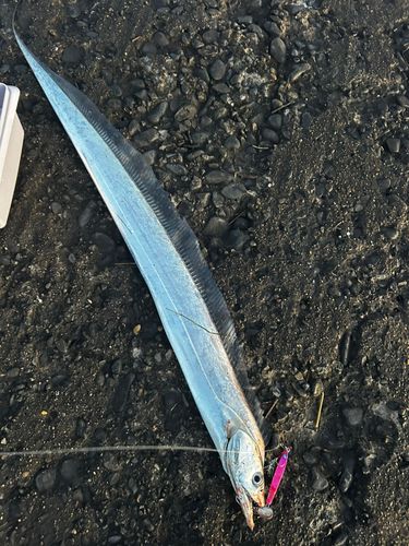 タチウオの釣果