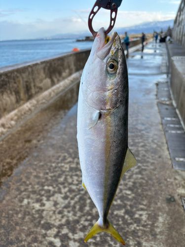 カンパチの釣果
