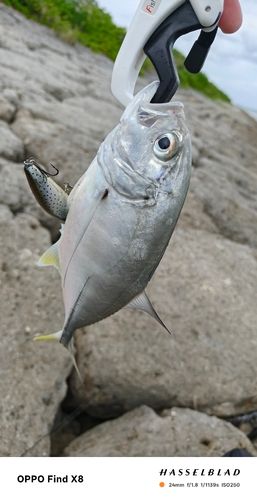 ロウニンアジの釣果