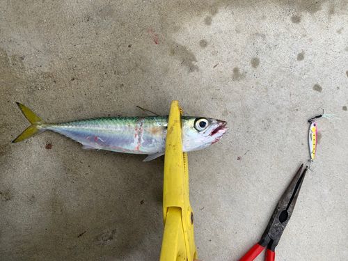 サバの釣果