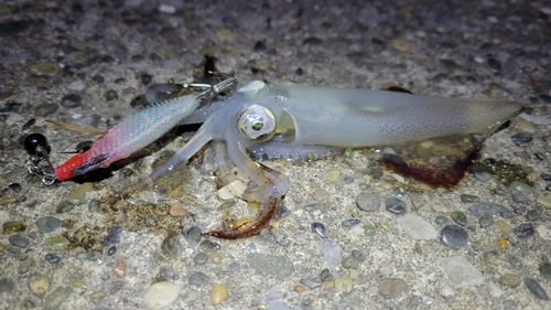 千葉港中央埠頭