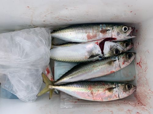 サバの釣果