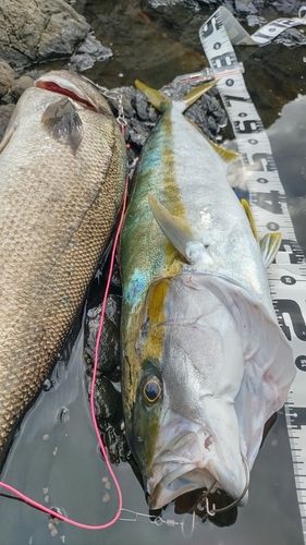 ヒラマサの釣果