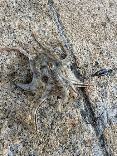 イイダコの釣果