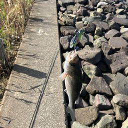 セイゴ（マルスズキ）