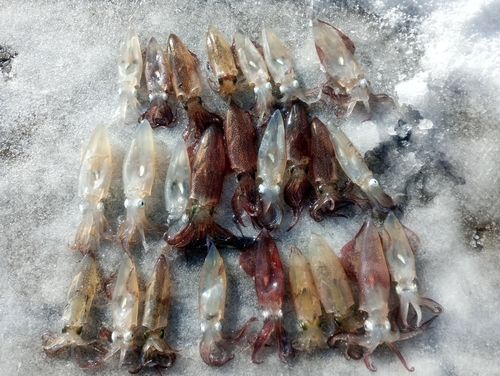 イカの釣果