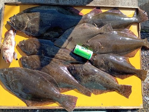 ヒラメの釣果