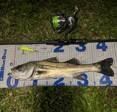 シーバスの釣果