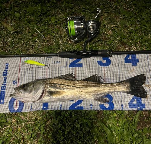 シーバスの釣果