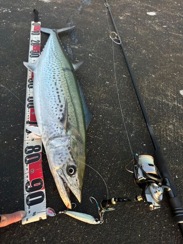 サワラの釣果