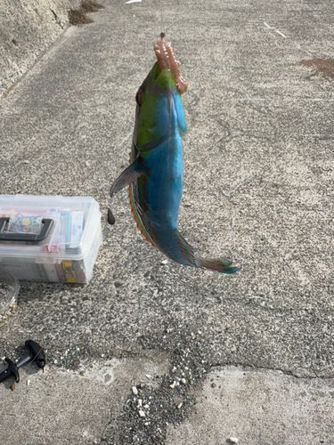 キュウセンの釣果