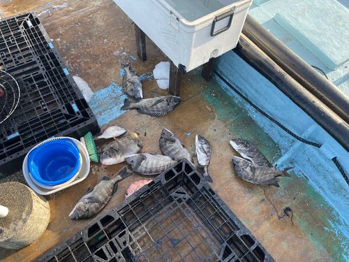 クロダイの釣果