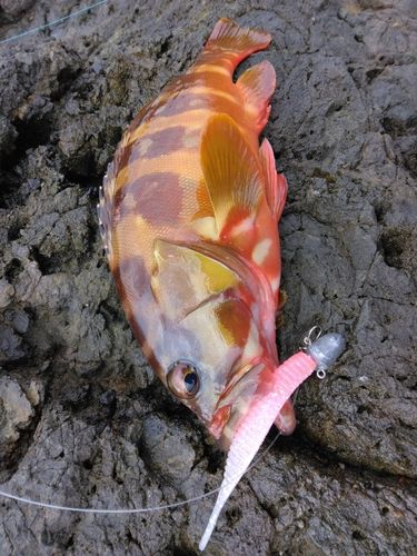 アカハタの釣果