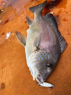 コロダイの釣果