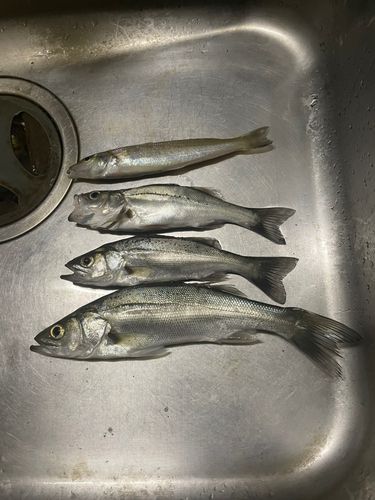 シーバスの釣果