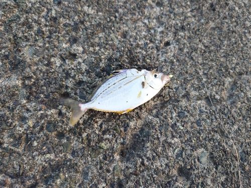 ヒイラギの釣果