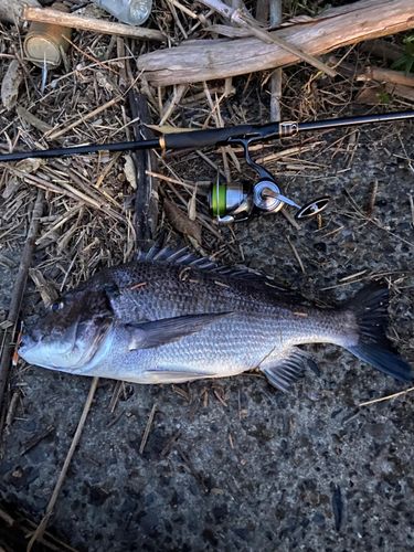 チヌの釣果
