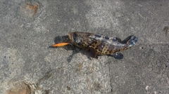 チャイロマルハタの釣果