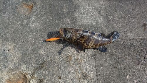 アオハタの釣果