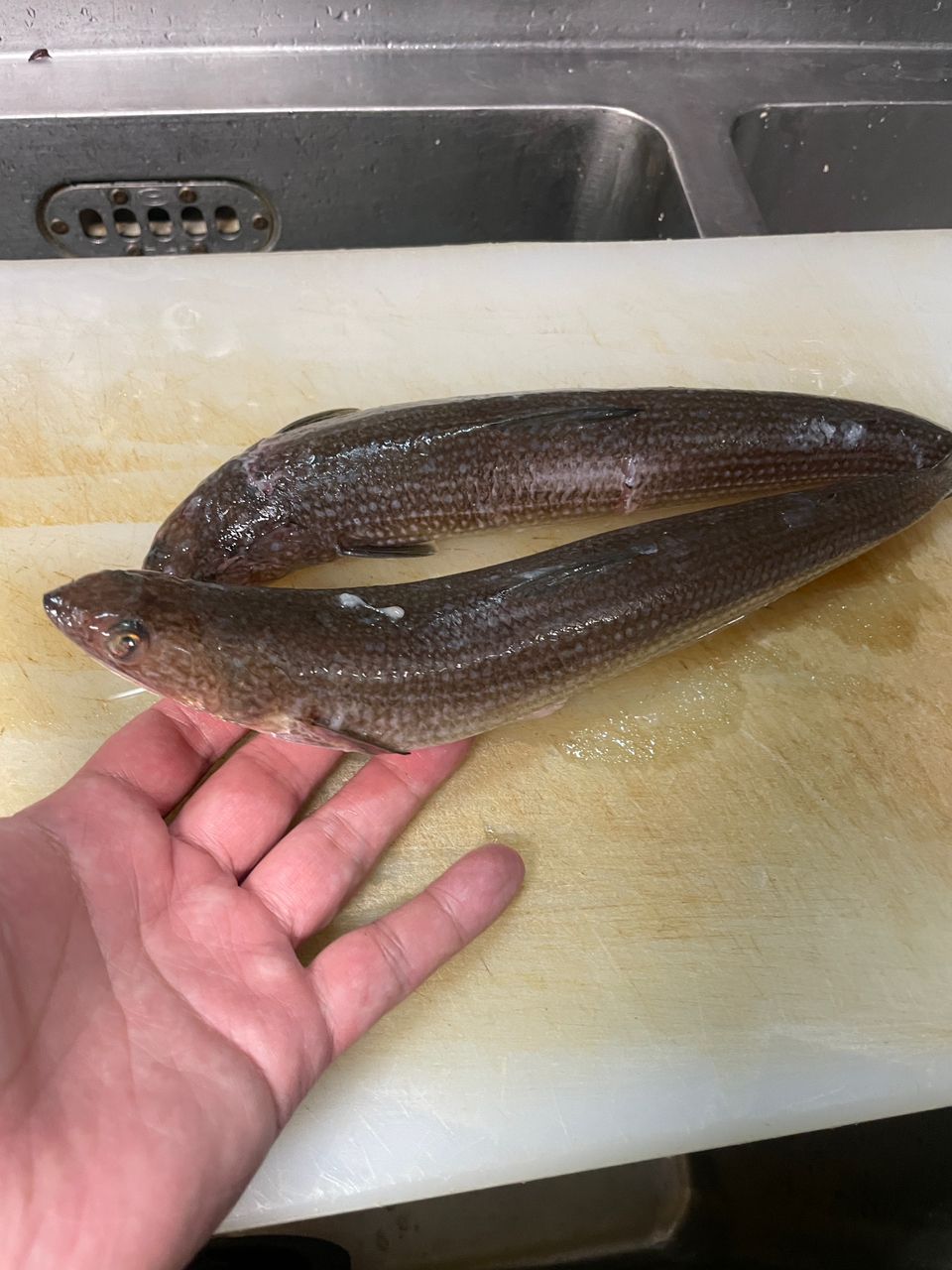 けんちゃろう　(タガメ博士)さんの釣果 2枚目の画像