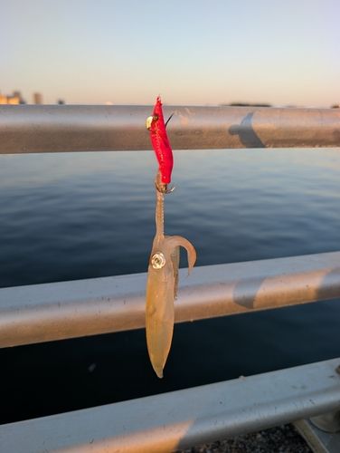 イカの釣果