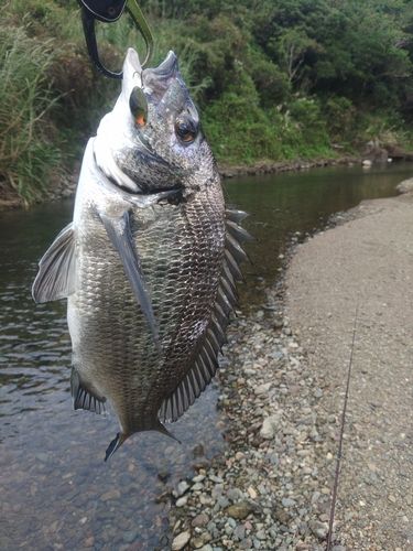 ミナミクロダイの釣果