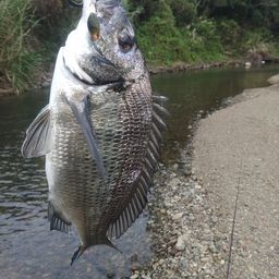 ミナミクロダイ