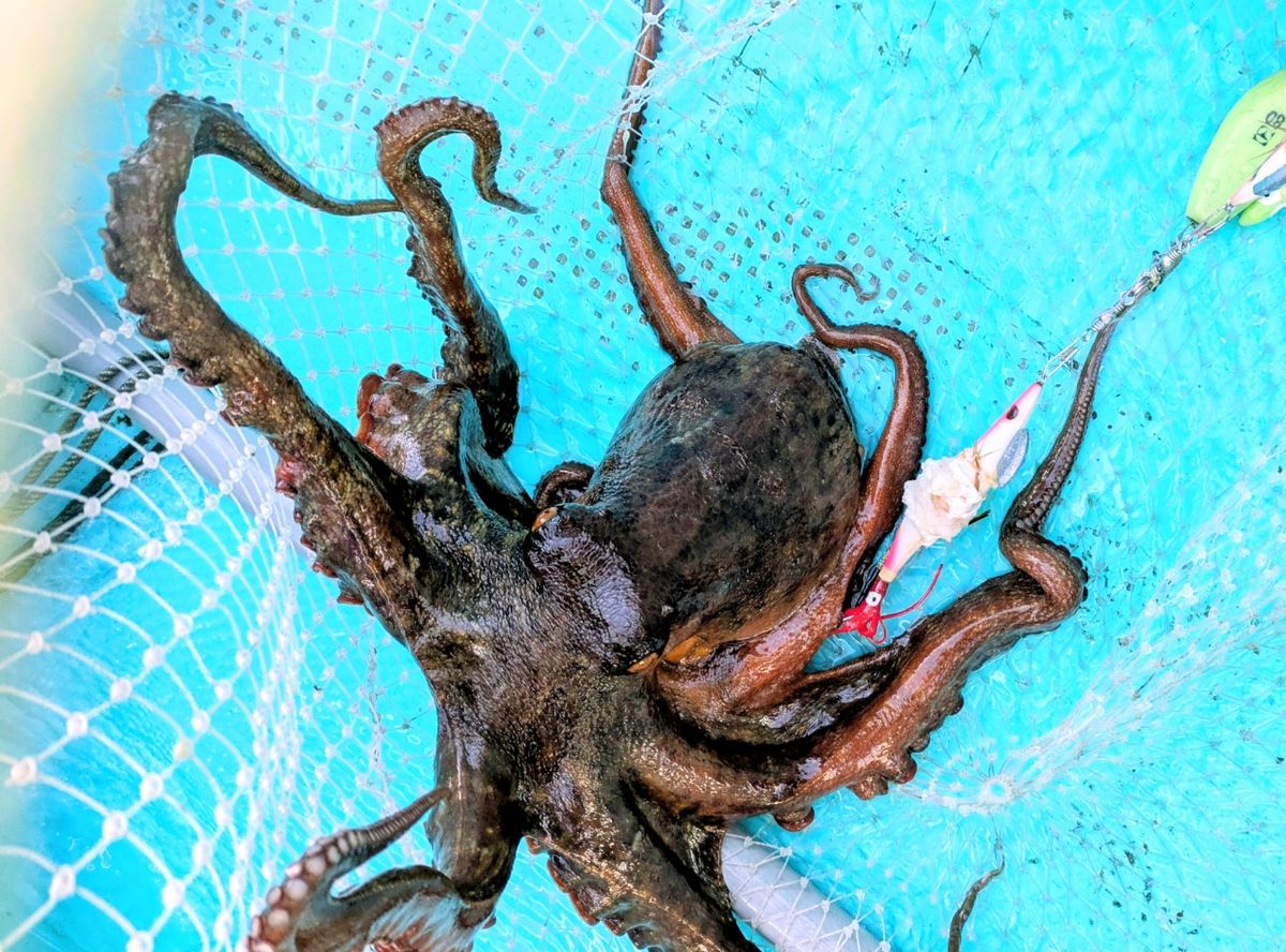 釣りバカじいさんさんの釣果 1枚目の画像