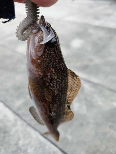 アイナメの釣果