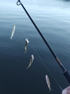 ワカサギの釣果