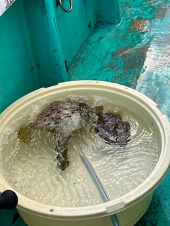 カワハギの釣果