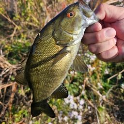 スモールマウスバス