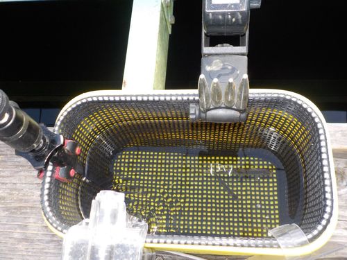 ワカサギの釣果