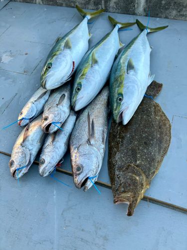 クログチの釣果