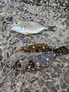 ヒラメの釣果