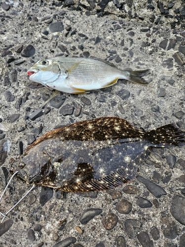 ヒラメの釣果