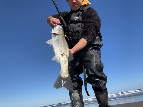 マルスズキの釣果