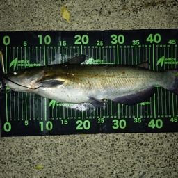 アメリカンキャットフィッシュ