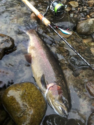 ニジマスの釣果