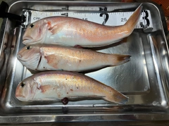 シロアマダイの釣果