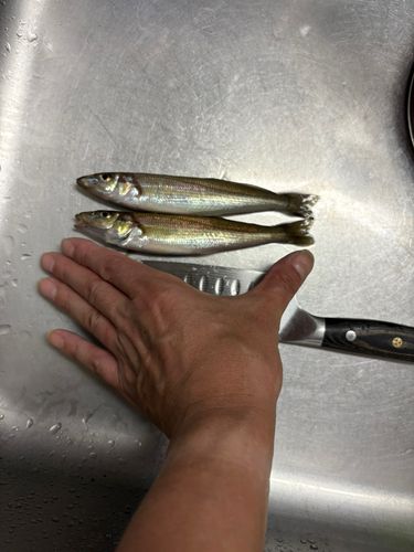 シロギスの釣果