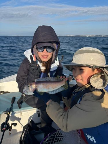 アカアマダイの釣果