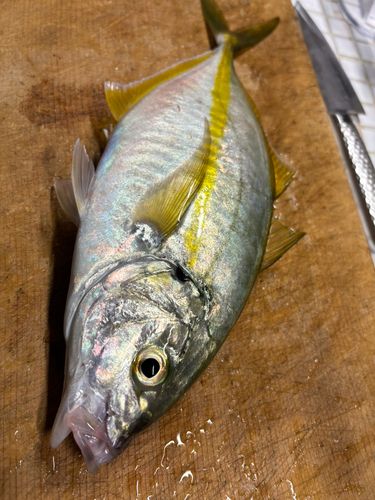 シマアジの釣果