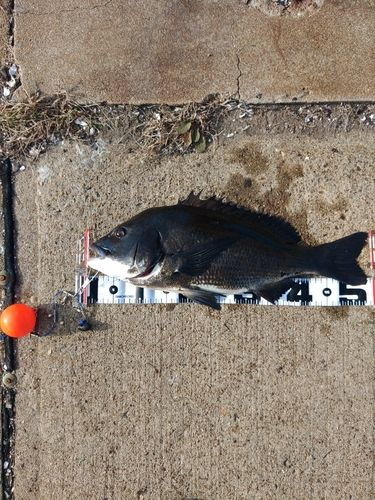 クロダイの釣果