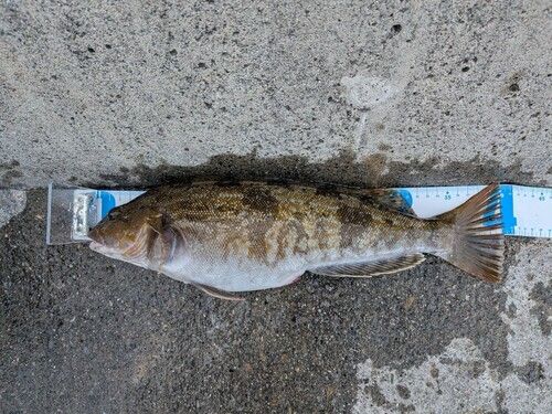 アイナメの釣果